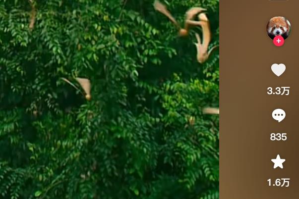 快手刷粉平台真实性实测,ks刷粉刷赞小心上当受骗