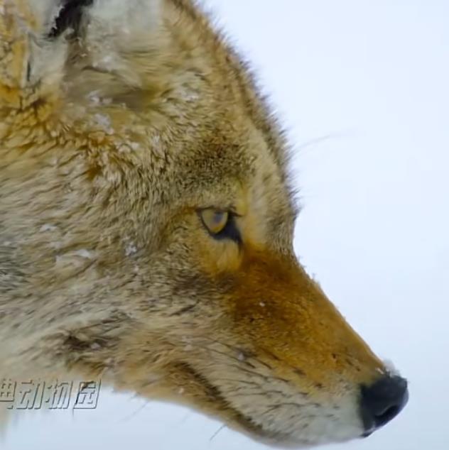 快手涨粉丝10000活粉-《快手低价买粉：靠谱之法与长远之道》