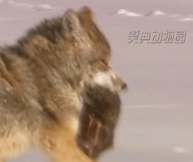 快手买粉自助下单快手低价买粉：可靠策略与可持续发展蓝图